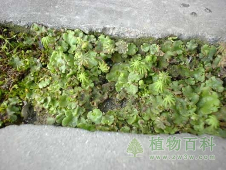 苔藓植物门的特征