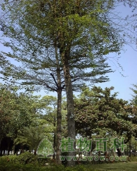 被子植物的祖先