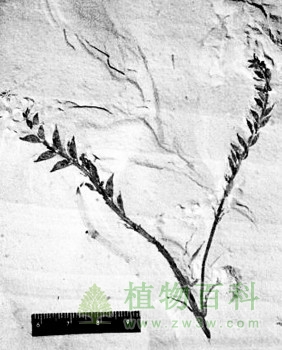 被子植物的起源地