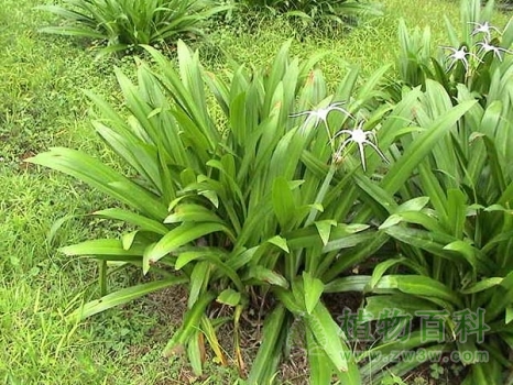 被子植物的几个主要分类系统