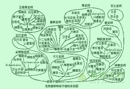 被子植物怎么样分类