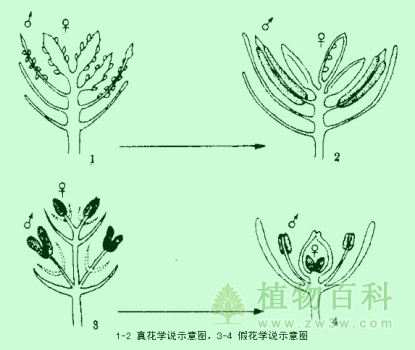 被子植物系统演化的两大学派