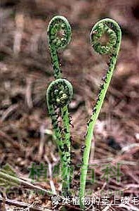 走近蕨类植物