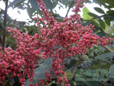 这才是盐肤木真正的果实