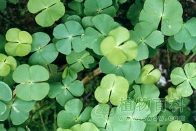 蕨类植物的五大亚门