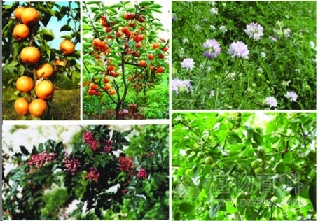 野生生物资源及保护