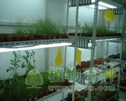 温度对植物生长的影响