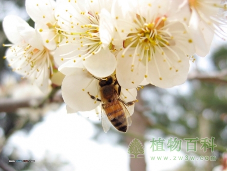 花与树的名词解释