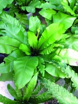 让鸟巢蕨走上餐桌