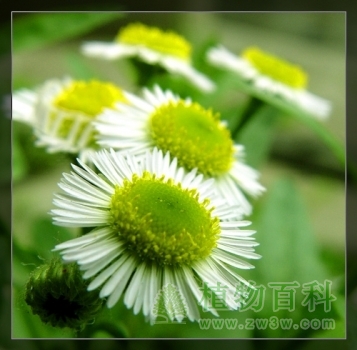 植物为什么要进行人工授粉