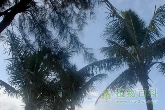 植物细胞的分化