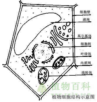 细胞的结构与功能