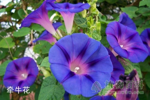 牵牛花