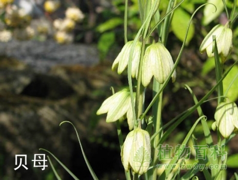 贝母
