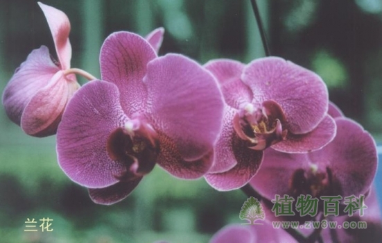 兰花