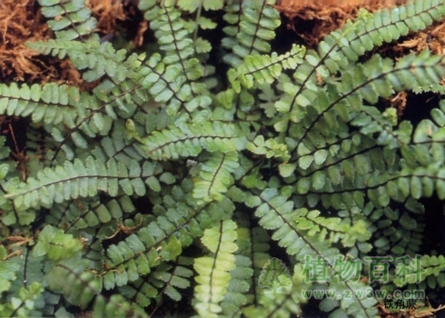 铁角蕨