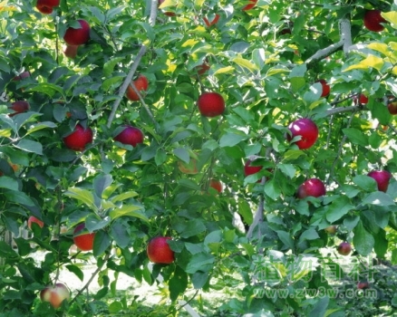 丰硕的木本果实