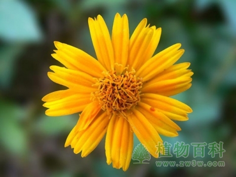 辨别花的十大特征