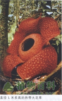 花的形态、色彩和气味