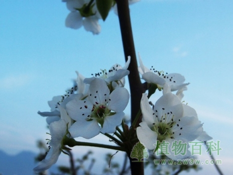 低温和花的诱导