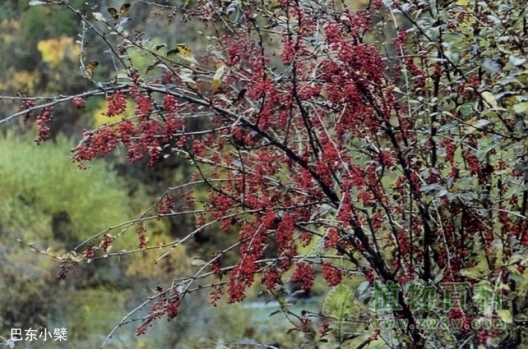 巴东小檗