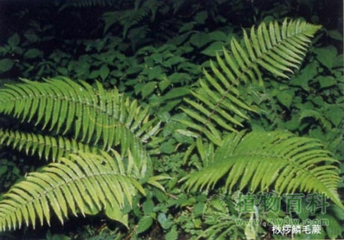 桫椤鳞毛蕨