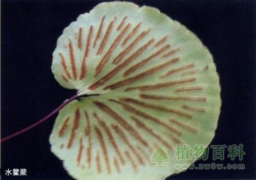 水鳖蕨