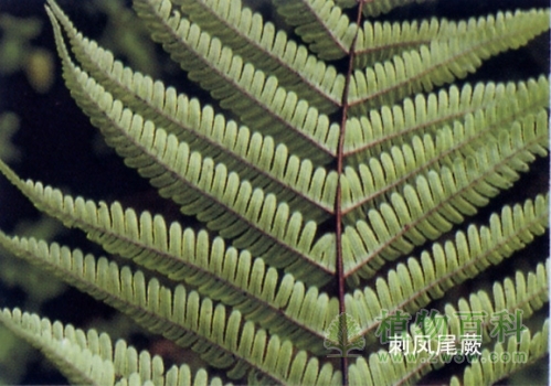 刺凤尾蕨