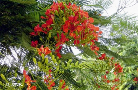 凤凰木