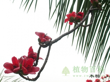 木棉