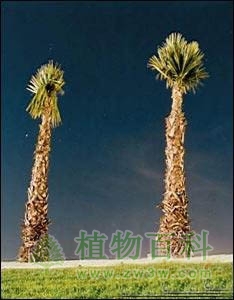 “吃人树”传闻