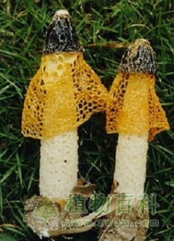 为什么真菌不是植物