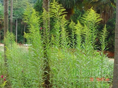 我国十大外来林业有害生物