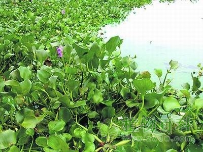 入侵物种的清除手段