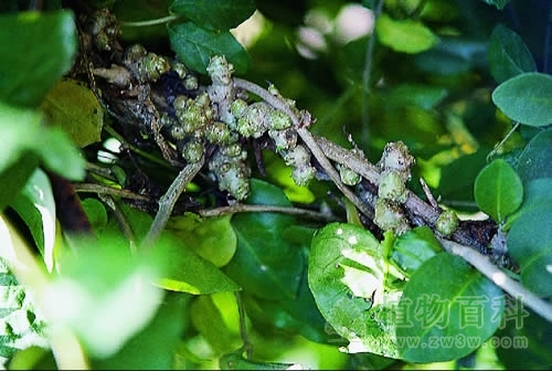 入侵植物防范指南