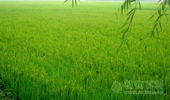 水稻基因组计划