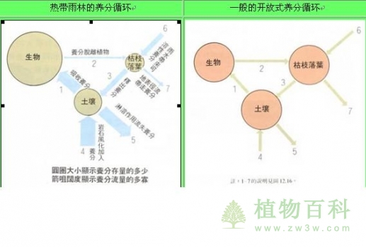 热带雨林各组元之间的联系