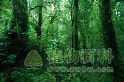 热带雨林的分布