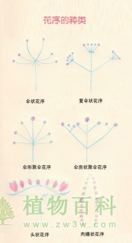 花序及其种类
