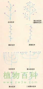 花序及其种类