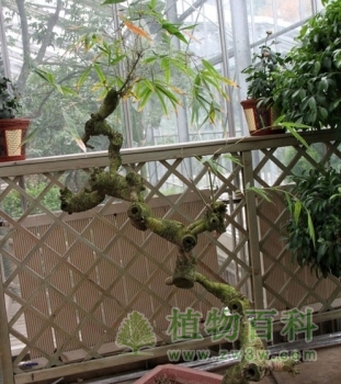 稀奇古怪的竹鞭