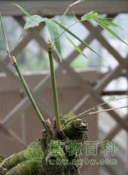 稀奇古怪的竹鞭