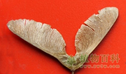 三角枫的果实