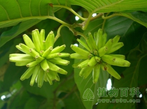 喜树的果实