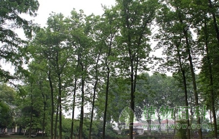 极小种群植物：喜树