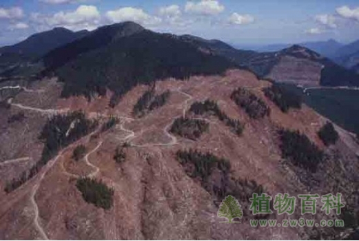 山地森林生境的破碎化