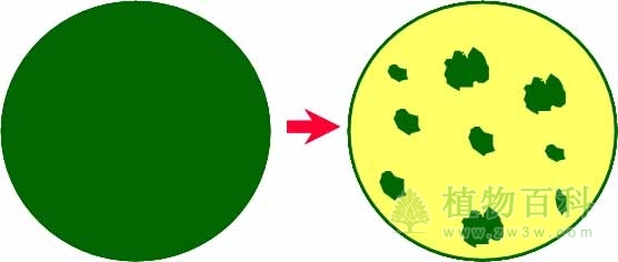被分割、破碎的森林