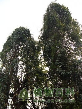 常春油麻藤“绞杀”池杉的景象