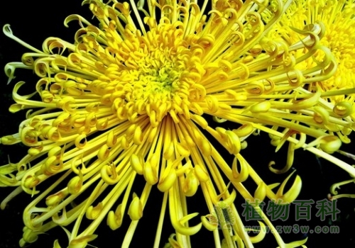 菊花究竟如何起源