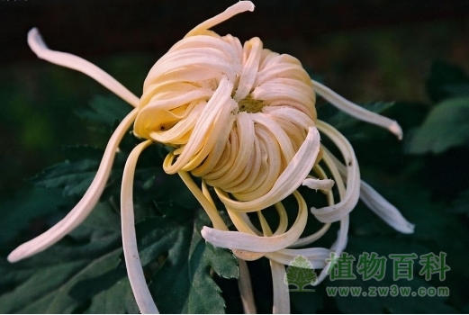 菊花生在一个大家族